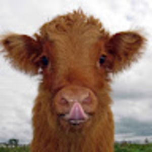 Meet your Posher, シnylaシ